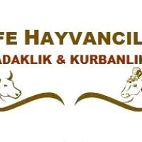 EFE HAYVANCILIK KURBANLIK ADAKLIK ZONGULDAK