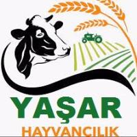 YAŞAR ADAKLIK KURBANLIK HAYVAN ALIM SATIMI ORDU